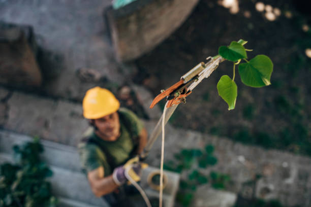 Trusted Lewisville, WA  Tree Services Experts